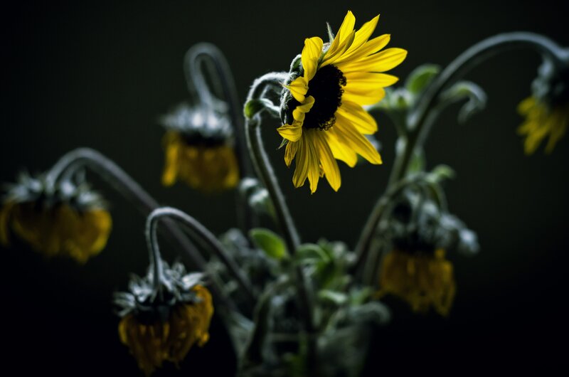 Sunflowers in dim light