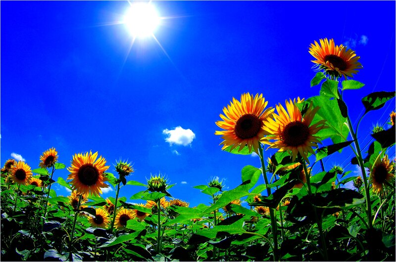 Sunflowers in Field — Blue, Bright