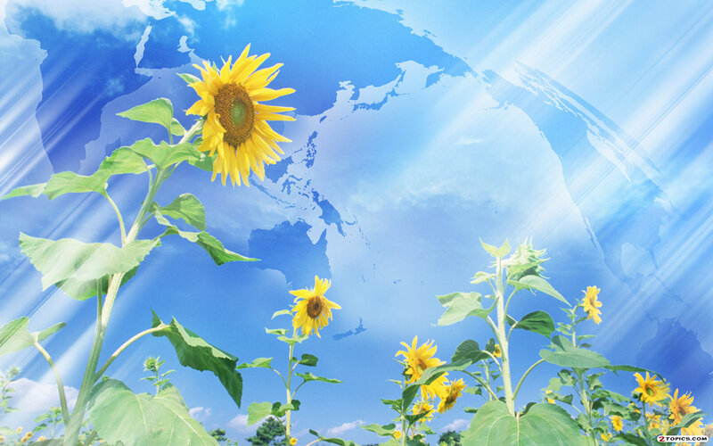 Sunflowers in Field — Blue, Serene, Afternoon