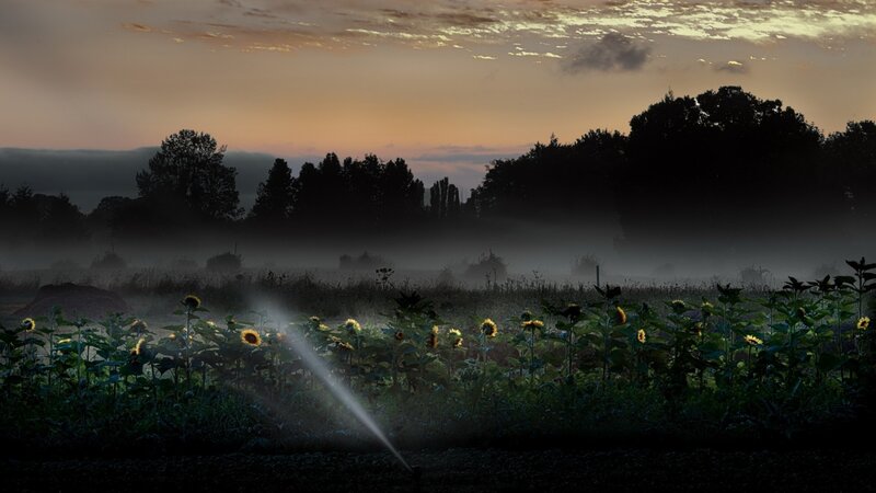 Sunflowers in Field — Green