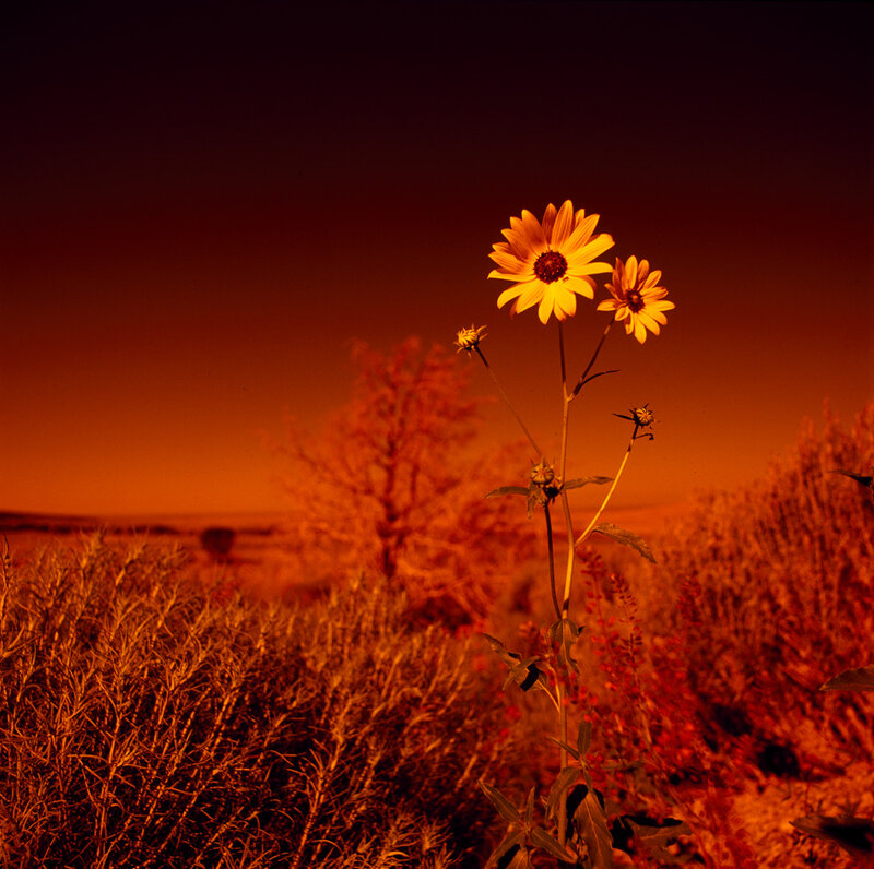 Sunflowers in Field — Orange, Dramatic