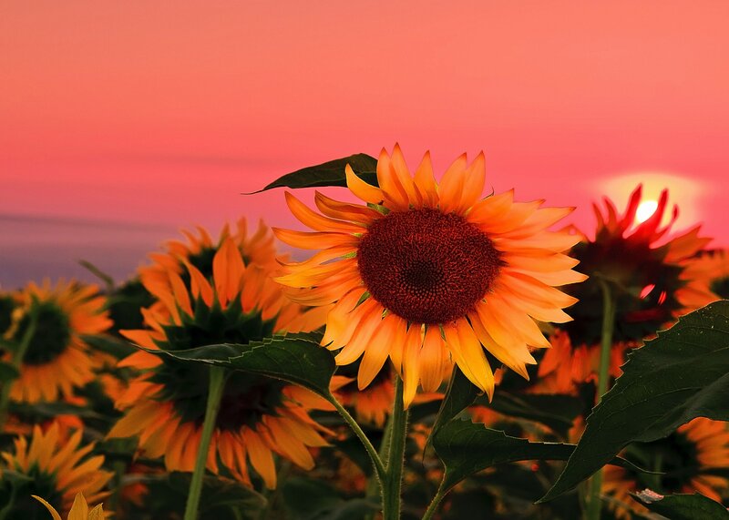 Sunflowers in Field — Orange, Serene