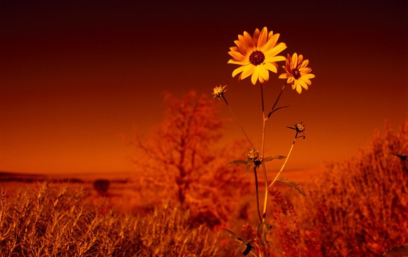 Sunflowers in Field — Orange