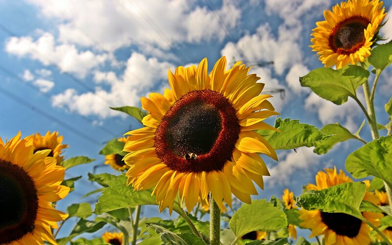 Sunflowers in Field — Yellow, Bright, Afternoon, Photograph, Bee
