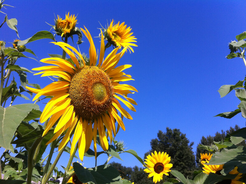 Sunflowers in Field — Yellow, Bright, Afternoon, Photograph, Blue Sky, Trees