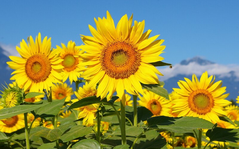 Sunflowers in Field — Yellow, Bright, Afternoon, Photograph, Mountains