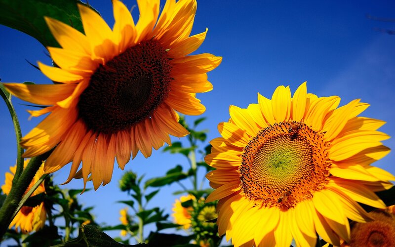 Sunflowers in Field — Yellow, Bright, Afternoon, Photograph, Sky, Bee