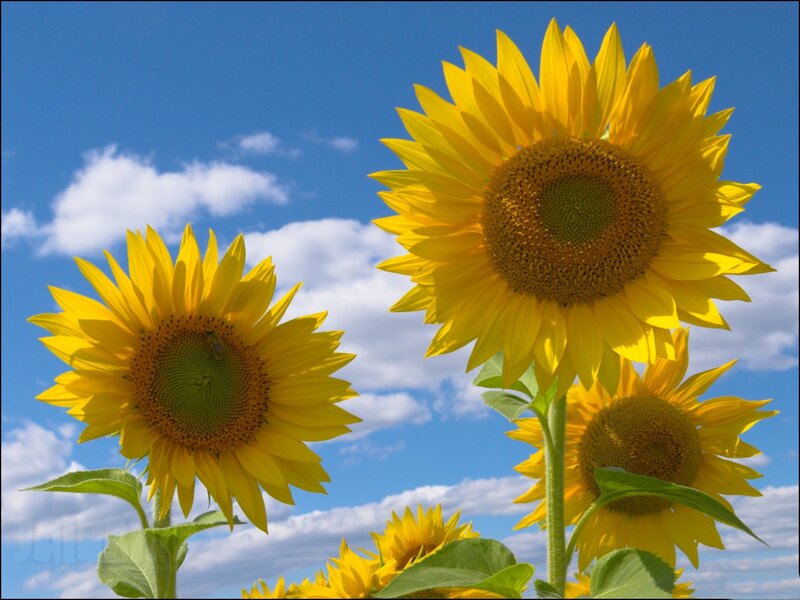 Sunflowers in Field — Yellow, Bright, Afternoon, Photograph, Sky, Clouds, Bee