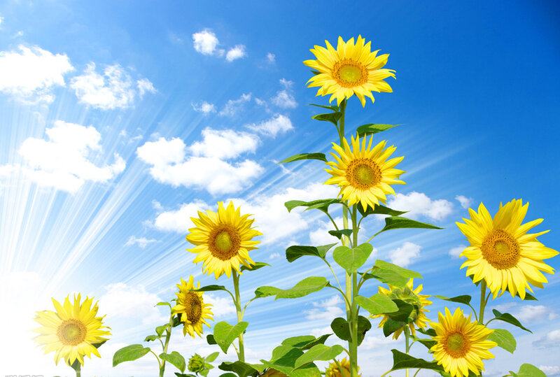 Sunflowers in Field — Yellow, Bright, Afternoon, Photograph, Sky, Clouds, Sunlight