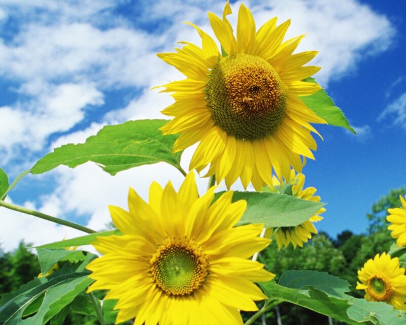Sunflowers in Field — Yellow, Bright, Afternoon, Photograph, Sky, Clouds, Trees