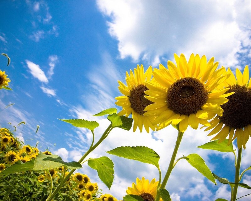 Sunflowers in Field — Yellow, Bright, Afternoon, Photograph, Sky
