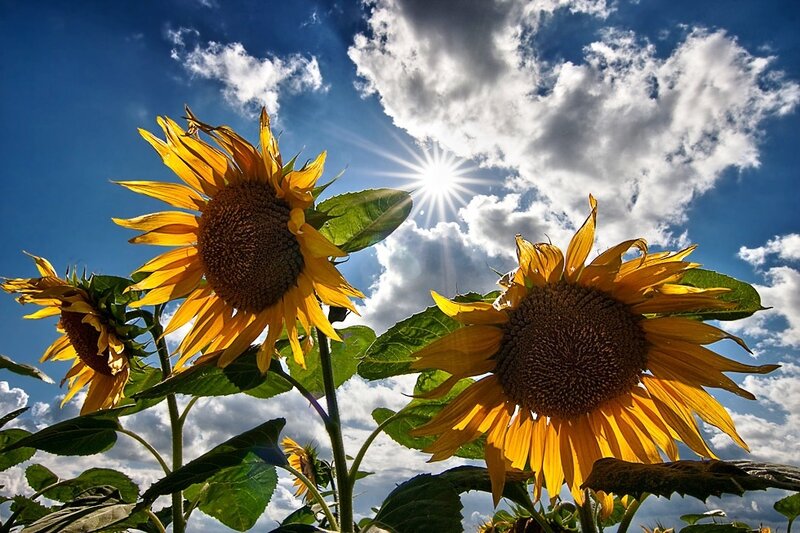 Sunflowers in Field — Yellow, Bright, Afternoon