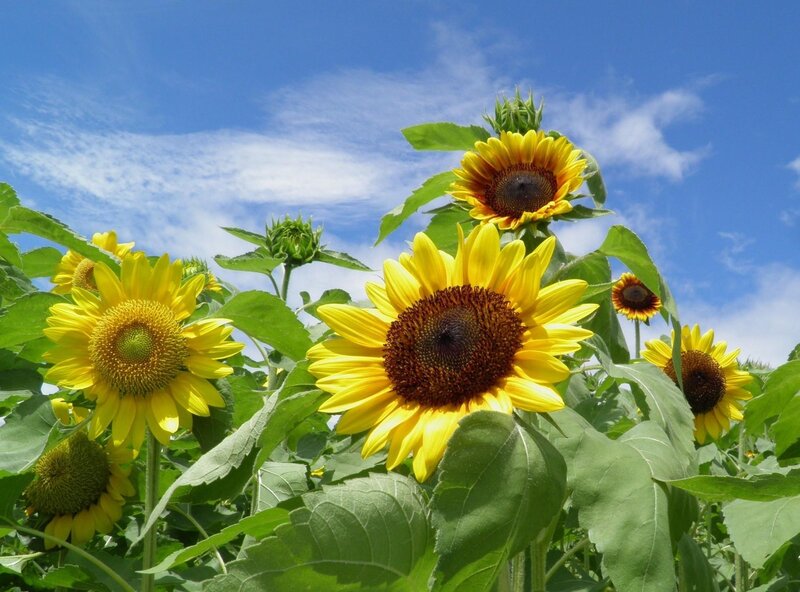 Sunflowers in Field — Yellow, Bright, Summer, Photograph