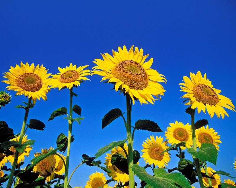 Sunflowers in Field — Yellow, Bright