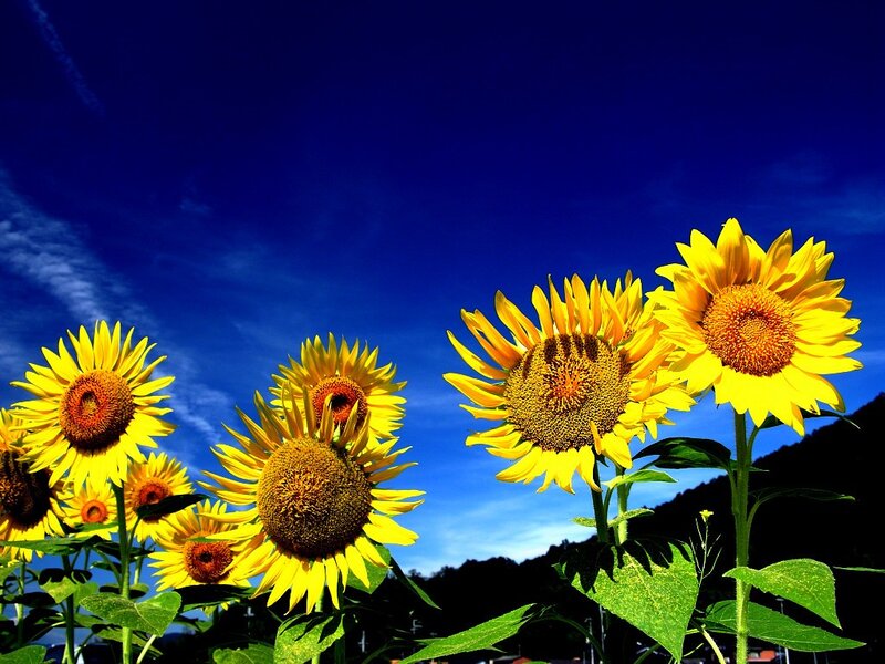 Sunflowers in Field — Yellow, Dramatic, Afternoon, Photograph, Sky