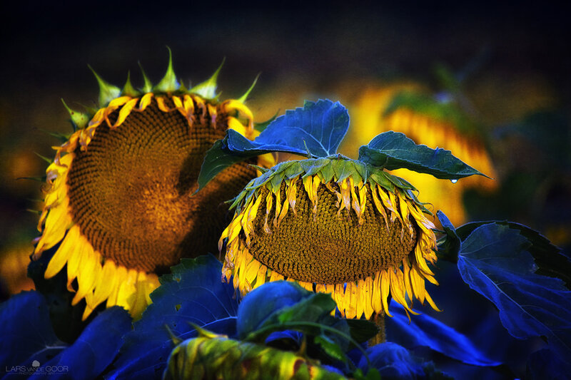 Sunflowers in Field — Yellow, Dramatic, Night
