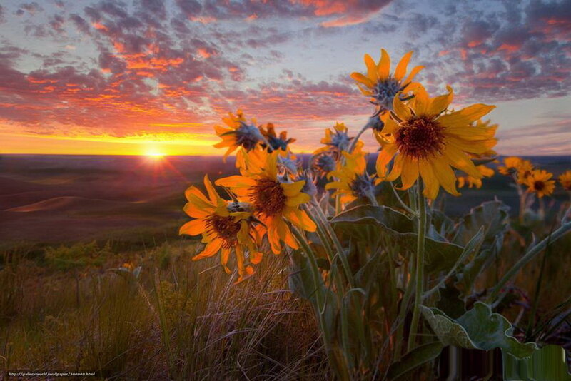 Sunflowers in Field — Yellow, Dramatic, Sunset, Photograph, Clouds, Grass