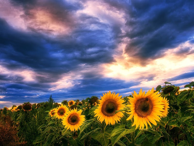 Sunflowers in Field — Yellow, Dramatic, Sunset, Photograph, Clouds