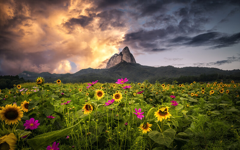 Sunflowers in Field — Yellow, Dramatic, Sunset, Photograph, Mountain