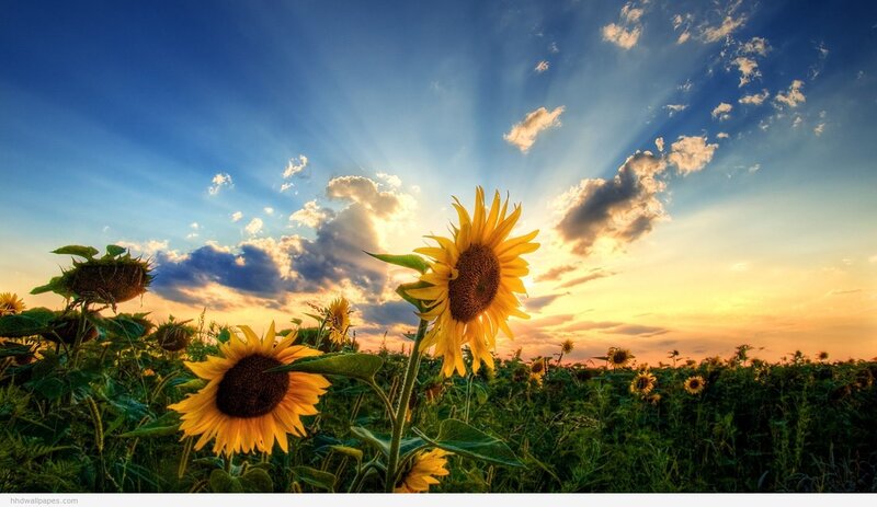 Sunflowers in Field — Yellow, Dramatic, Sunset, Photograph, Sky, Clouds
