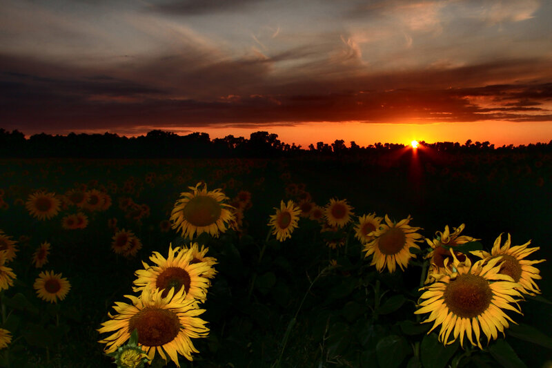 Sunflowers in Field — Yellow, Dramatic, Sunset, Photograph, Sky