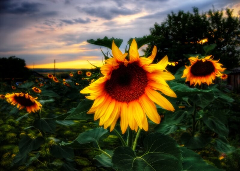 Sunflowers in Field — Yellow, Dramatic, Sunset, Photograph, Sky, Trees