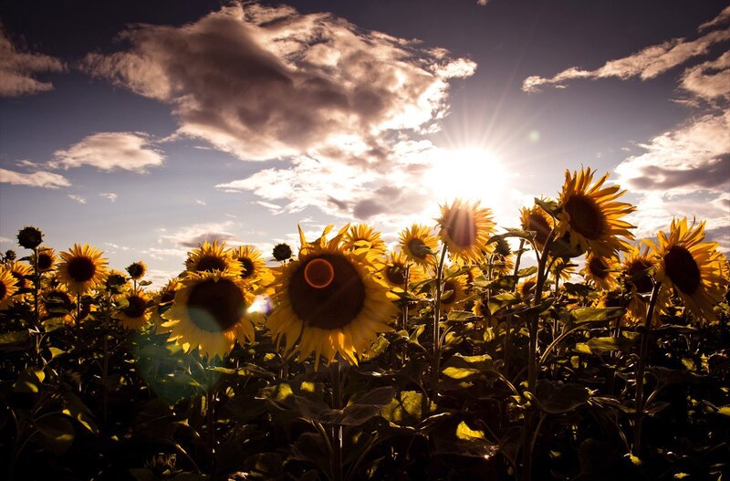 Sunflowers in Field — Yellow, Dramatic, Sunset, Photograph, Sun