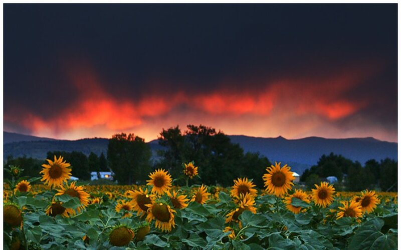 Sunflowers in Field — Yellow, Dramatic, Sunset, Photograph