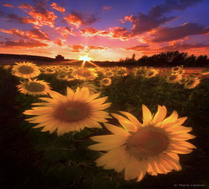Sunflowers in Field — Yellow, Dramatic, Sunset