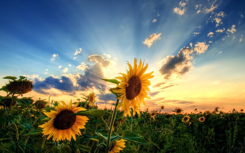Sunflowers in Field — Yellow, Dramatic