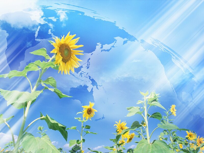 Sunflowers in Field — Yellow, Serene, Afternoon, Digital Art