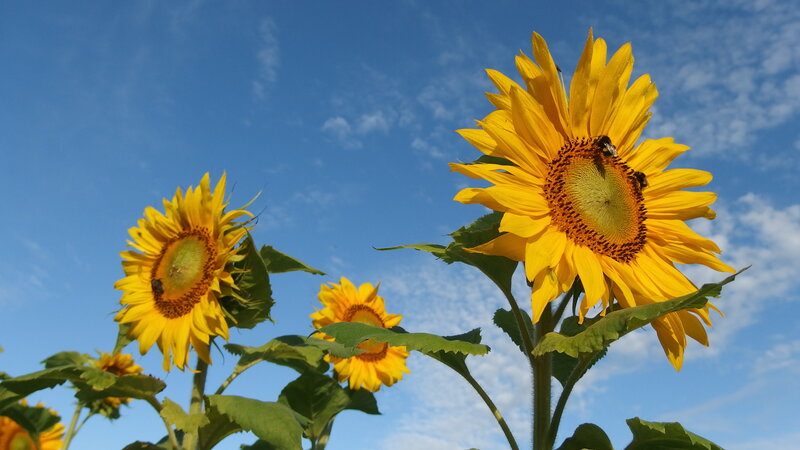 Sunflowers in Field — Yellow, Serene, Afternoon, Photograph, Bees