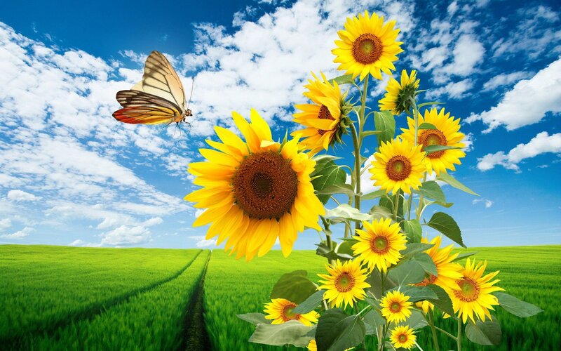 Sunflowers in Field — Yellow, Serene, Afternoon, Photograph, Butterfly