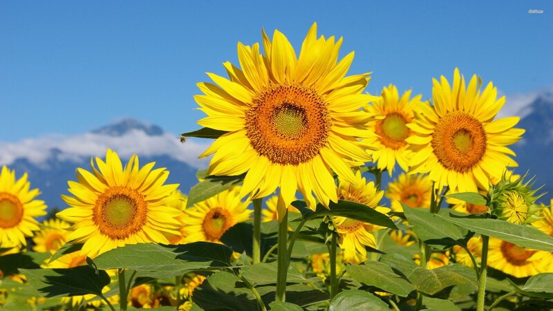 Sunflowers in Field — Yellow, Serene, Afternoon, Photograph, Mountains, Sky