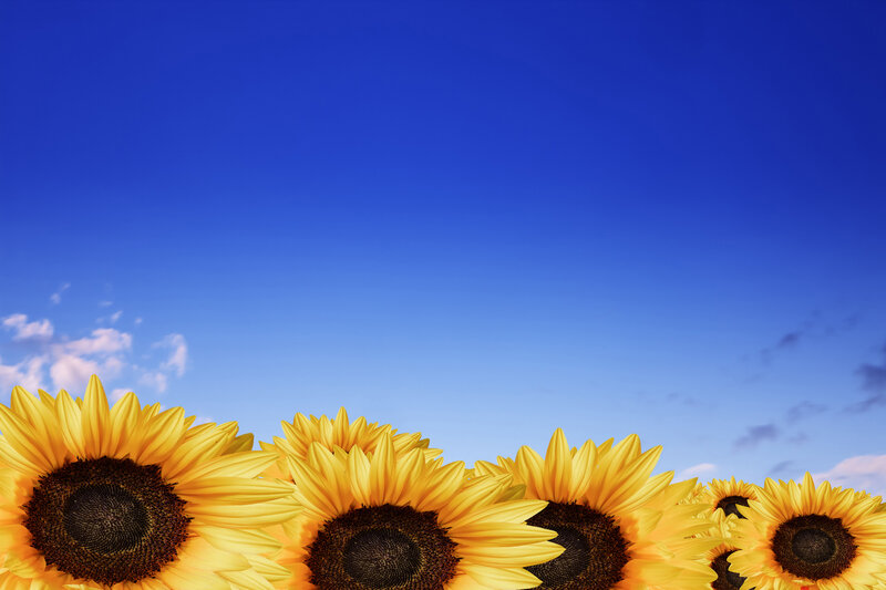 Sunflowers in Field — Yellow, Serene, Afternoon, Photograph, Sky, Clouds
