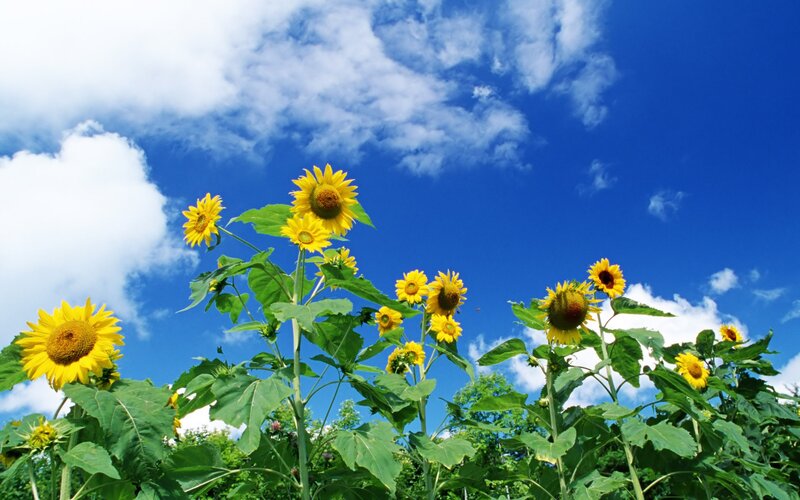 Sunflowers in Field — Yellow, Serene, Afternoon, Photograph, Sky, Clouds, Trees
