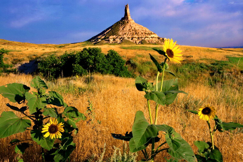 Sunflowers in Field — Yellow, Serene, Afternoon, Photograph