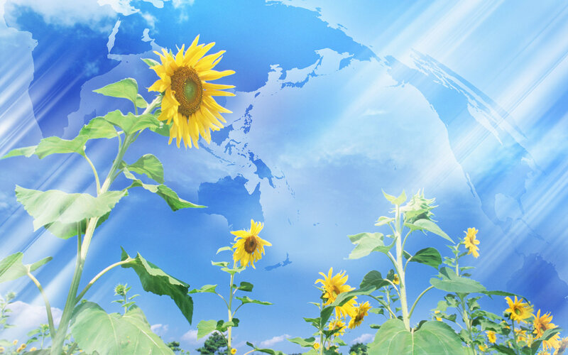 Sunflowers in Field — Yellow, Serene, Afternoon