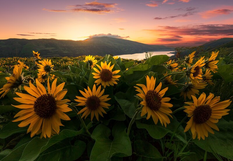 Sunflowers in Field — Yellow, Serene, Sunset, Photograph, Mountains