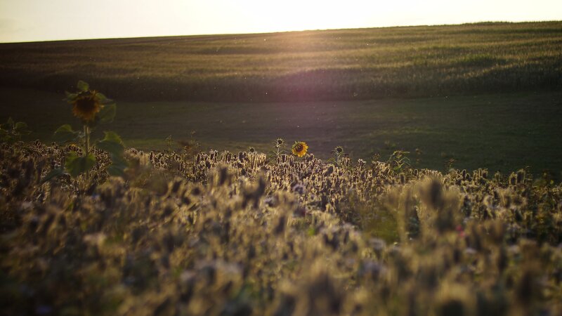 Sunflowers in Field — Yellow, Serene, Sunset, Photograph, Sun, Sky