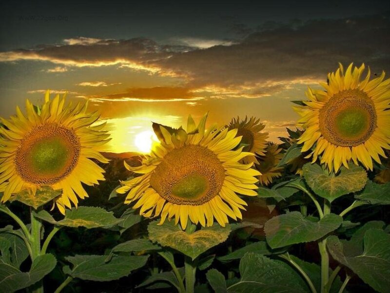 Sunflowers in Field — Yellow, Serene, Sunset, Photograph, Sun