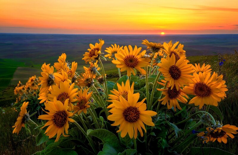 Sunflowers in Field — Yellow, Serene, Sunset, Photograph, Sunflower