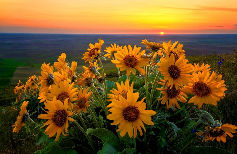 Sunflowers in Field — Yellow, Serene, Sunset, Photograph, Sunrise