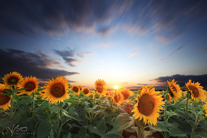 Sunflowers in Field — Yellow, Serene, Sunset