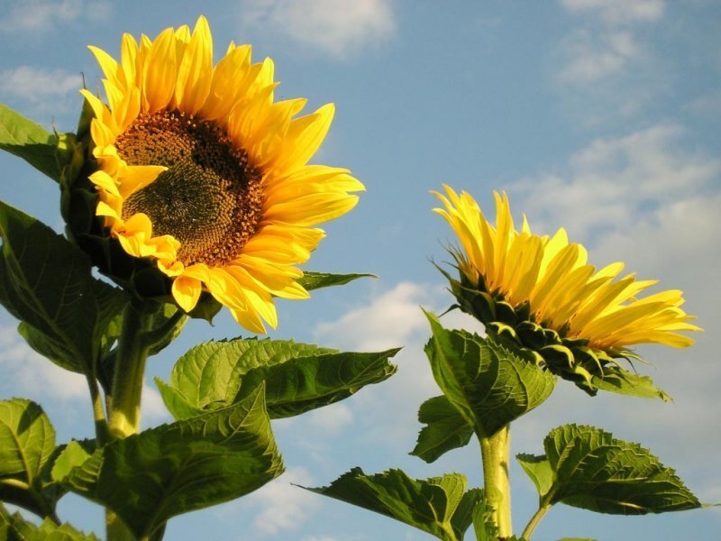 Sunflowers in Field — Yellow, Serene