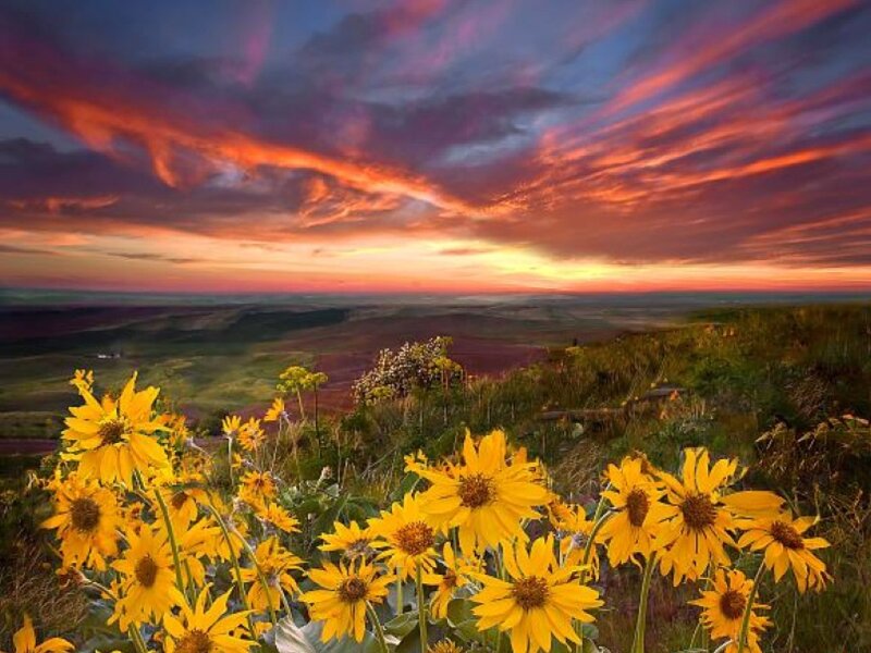 Sunflowers in Field — Yellow