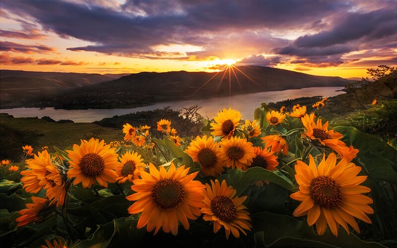 Sunflowers in Foreground