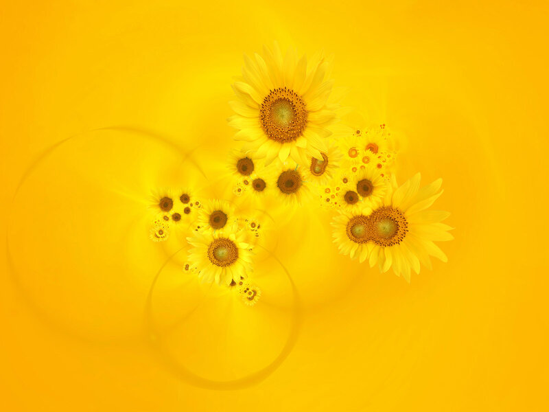 Sunflowers in Fractal Pattern — Yellow, Vibrant