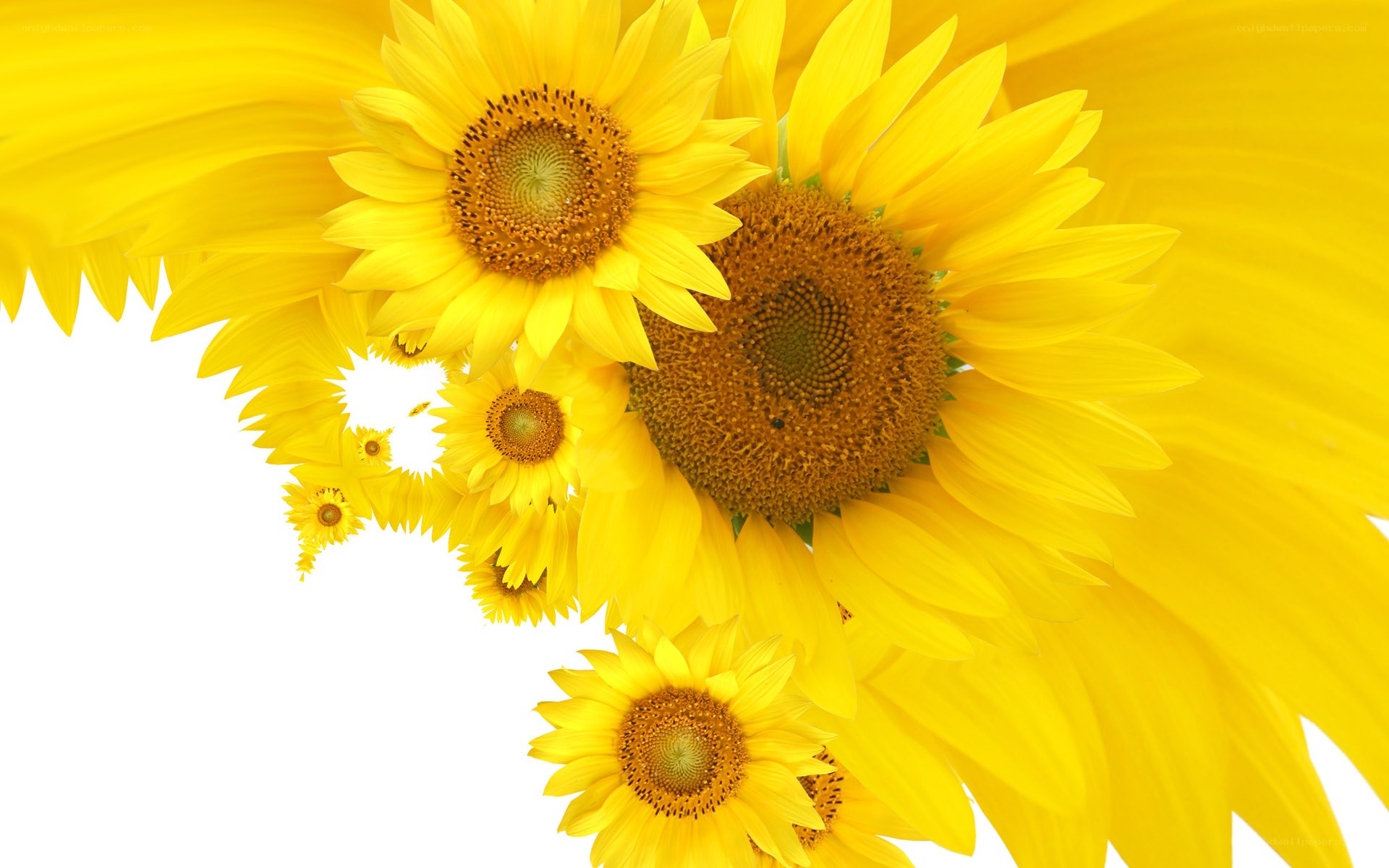 Sunflowers in fractal pattern