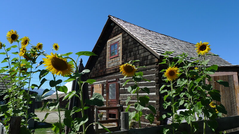 Sunflowers in front of a log cabin